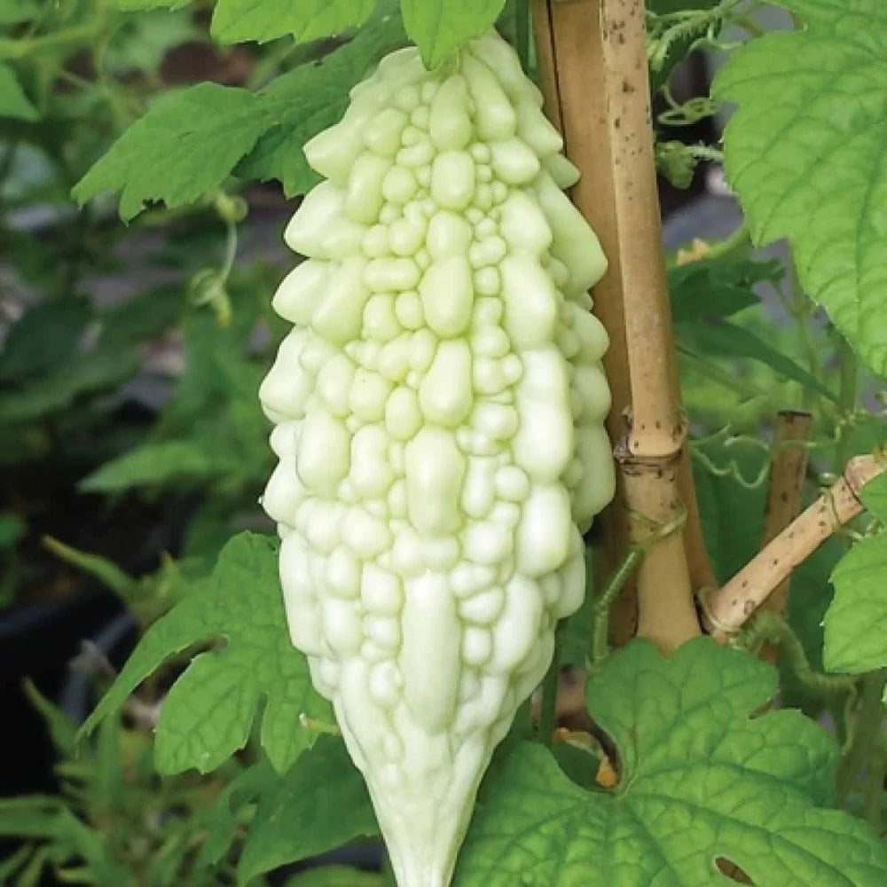 White Bitter Gourd Seeds – Rare Heirloom Variety for Nutritious Harvest