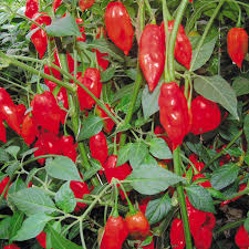 Chilli Paper Lantern Seeds - Grow Colorful and Spicy Peppers in Your Garden