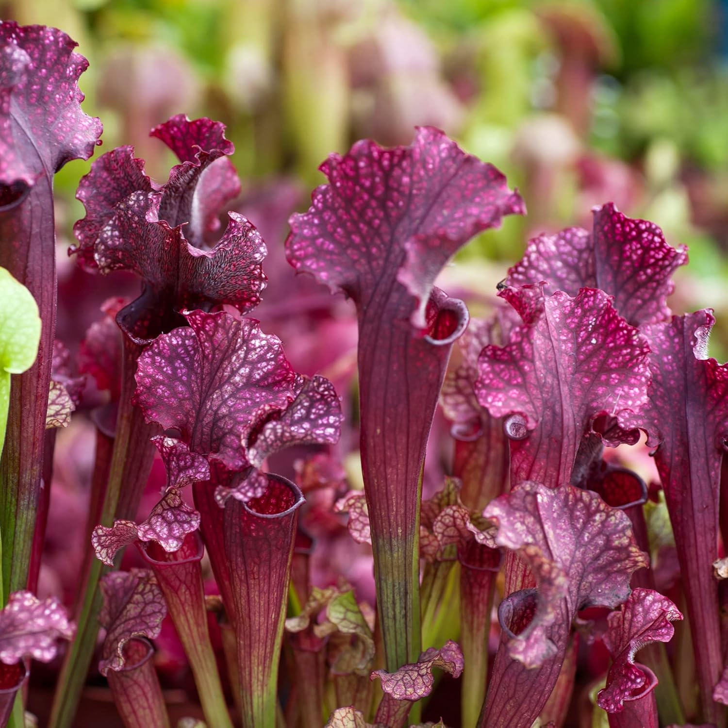 Sarracenia Purpurea Seeds - Purple Pitcher Plant, Unique Pitcher-Shaped Leaves, Attracts Pollinators, Thrives in Nutrient-Poor Wetlands, Garden Outdoor - 25 Pcs