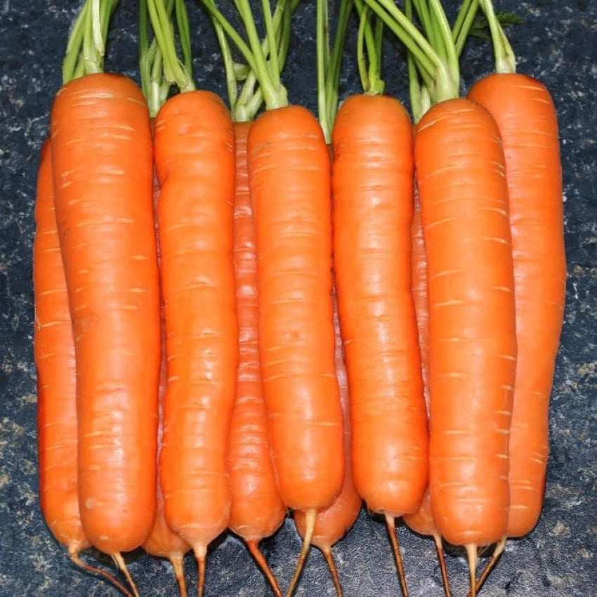 Yaya Carrot Seeds – Premium Quality, Sweet & Crisp Hybrid Carrots