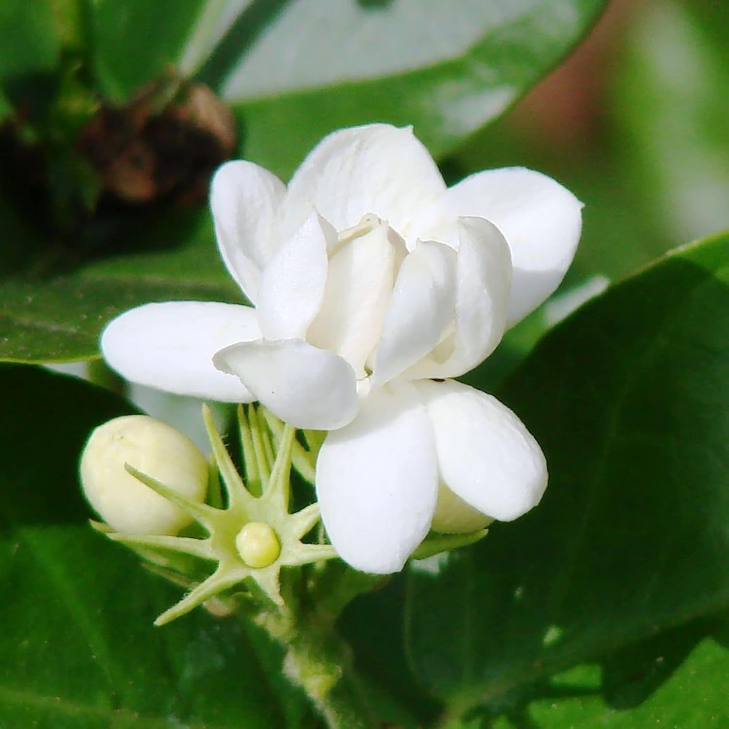 Graines de jasmin d'Arabie à planter - Jasminum Sambac, arbuste grimpant parfumé à feuilles persistantes pour terrasse, jardin et conteneurs