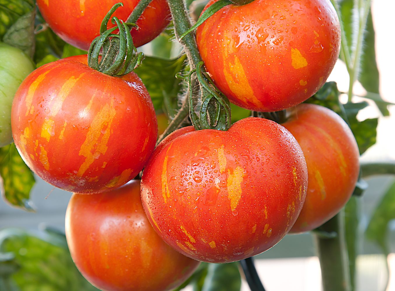 Tigerella Tomato Seeds – Heirloom Striped Variety - High-Yield & Sweet Flavor