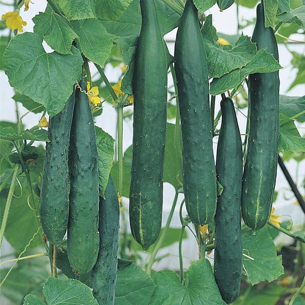 Tasty Green Cucumber Seeds – High-Yield, Crisp & Flavorful - Grow Your Own Cucumbers