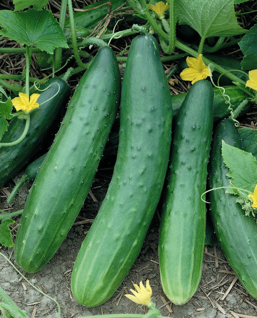 Sweet Burpless Cucumber Seeds – High-Yield, Crisp & Mild