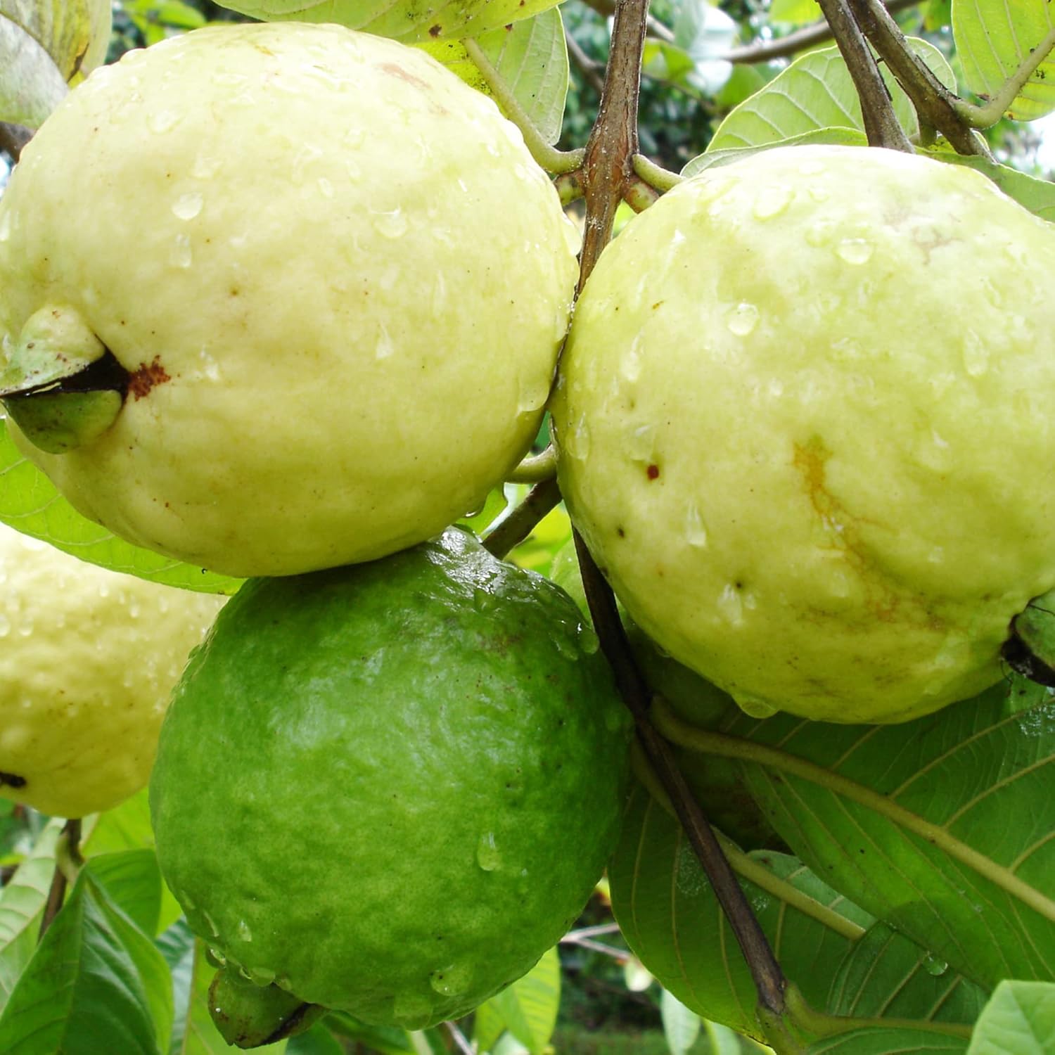 Guavensamen - Rote Psidium Guajava, süß duftende tropische Fruchtsamen, mehrjährig - 50 Stück