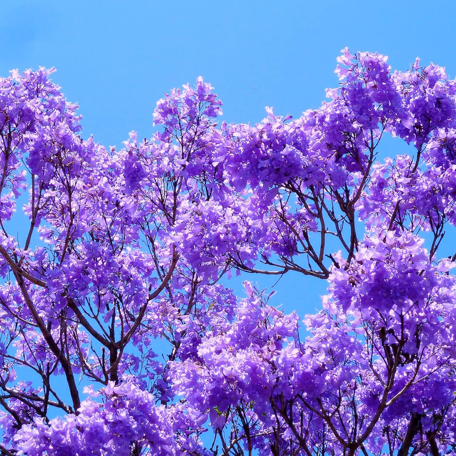 Blue Jacaranda Seeds (Jacaranda Mimosifolia) - Vibrant Blue Flowers, Drought-Tolerant, Low-Maintenance Shade Tree for Parks & Gardens - 30 Pcs