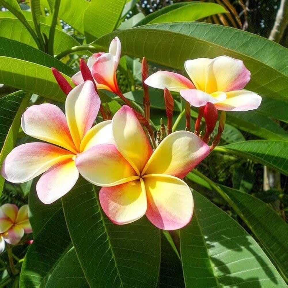 Mixed Colors Plumeria Rubra Frangipani Seeds - 25 Pieces