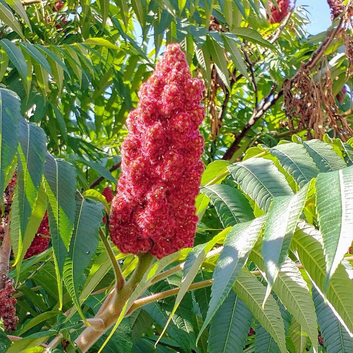 Staghorn Sumac Seeds (Rhus Typhina) - Attracts Bees, Fruit & Berries, Fast Growing, Drought Tolerant Deciduous Shrub for Cottage Gardens - 50Pcs