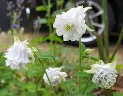 Aquilegia Vulgaris 'Snowballs' Seeds - Premium Gardening Perennials for Beautiful White Flowers