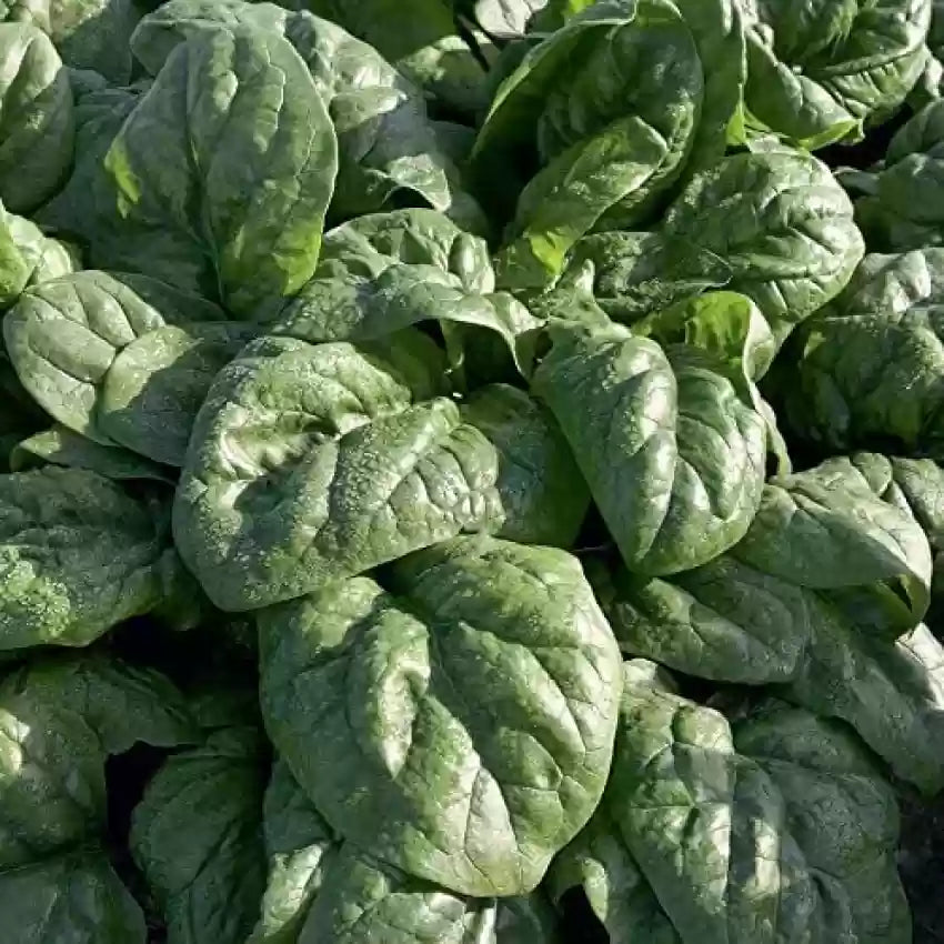 Space Spinach Seeds – Fast-Growing, Nutrient-Rich Superfood for Your Garden