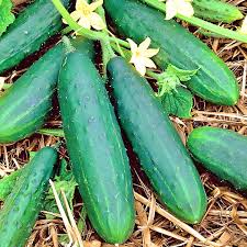 Spacemaster 80 Cucumber Seeds – Compact, High-Yield, Heirloom Variety