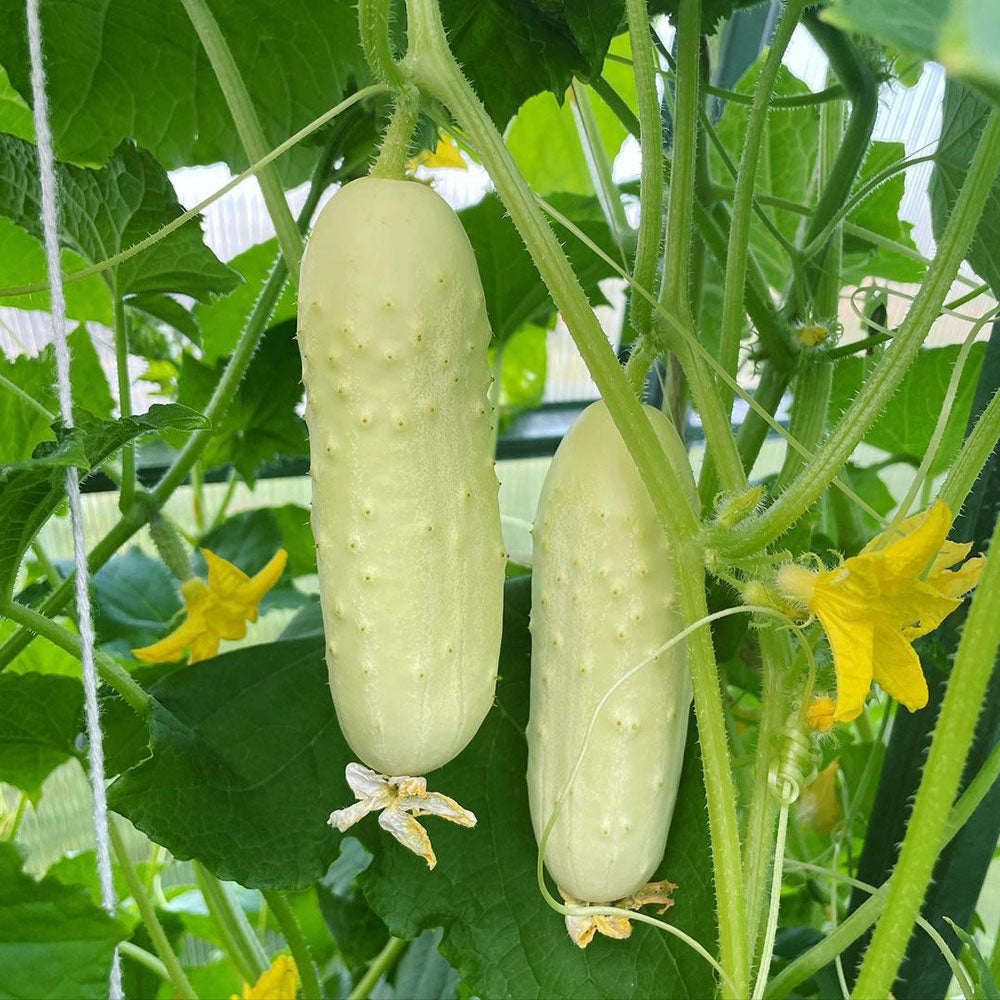 White Wonder Cucumber Seeds – Heirloom, Crisp & Productive