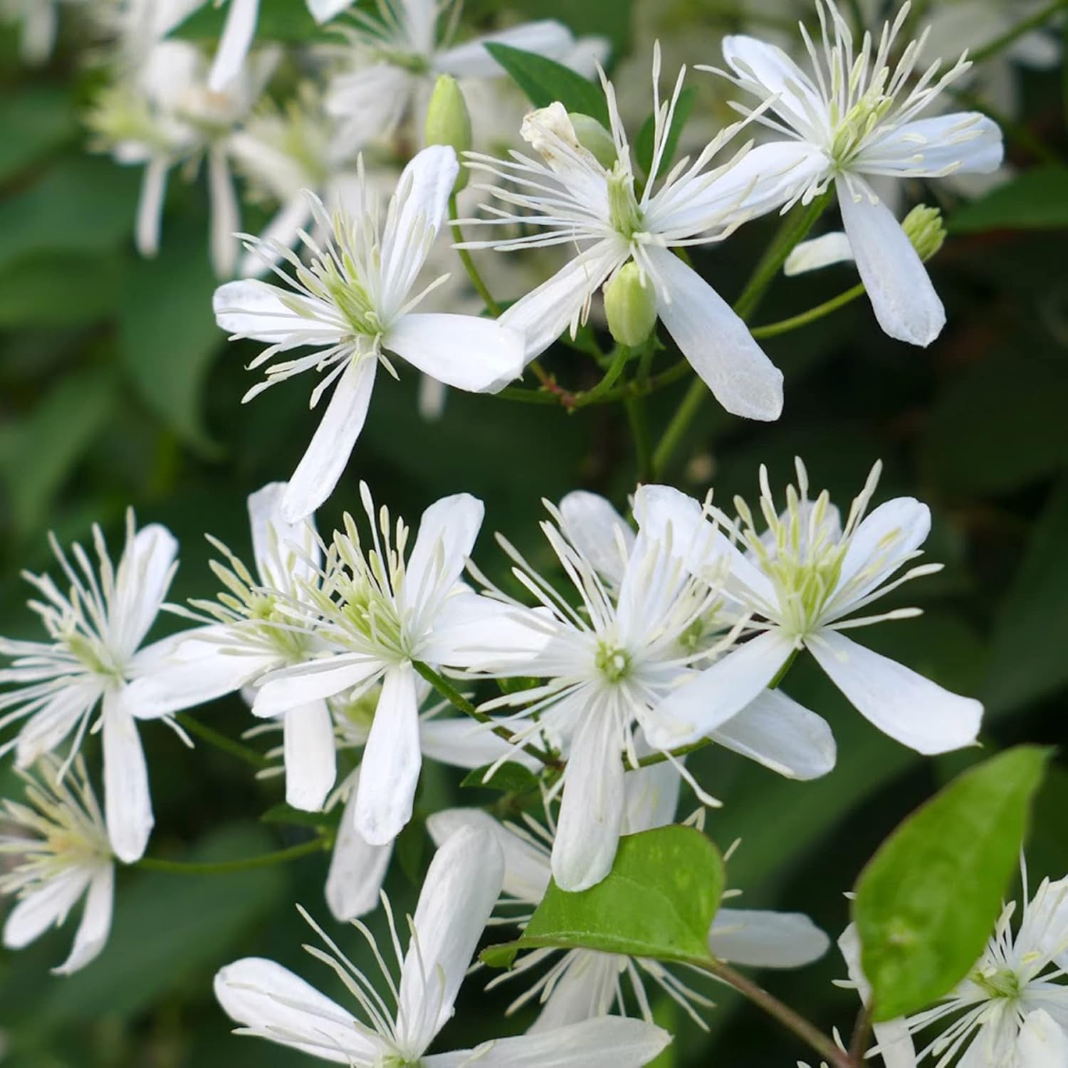 Graines de clématite d'automne douce (Clematis Terniflora) Vigne vivace, parfumée, à croissance rapide pour clôture, tonnelle, couvre-sol