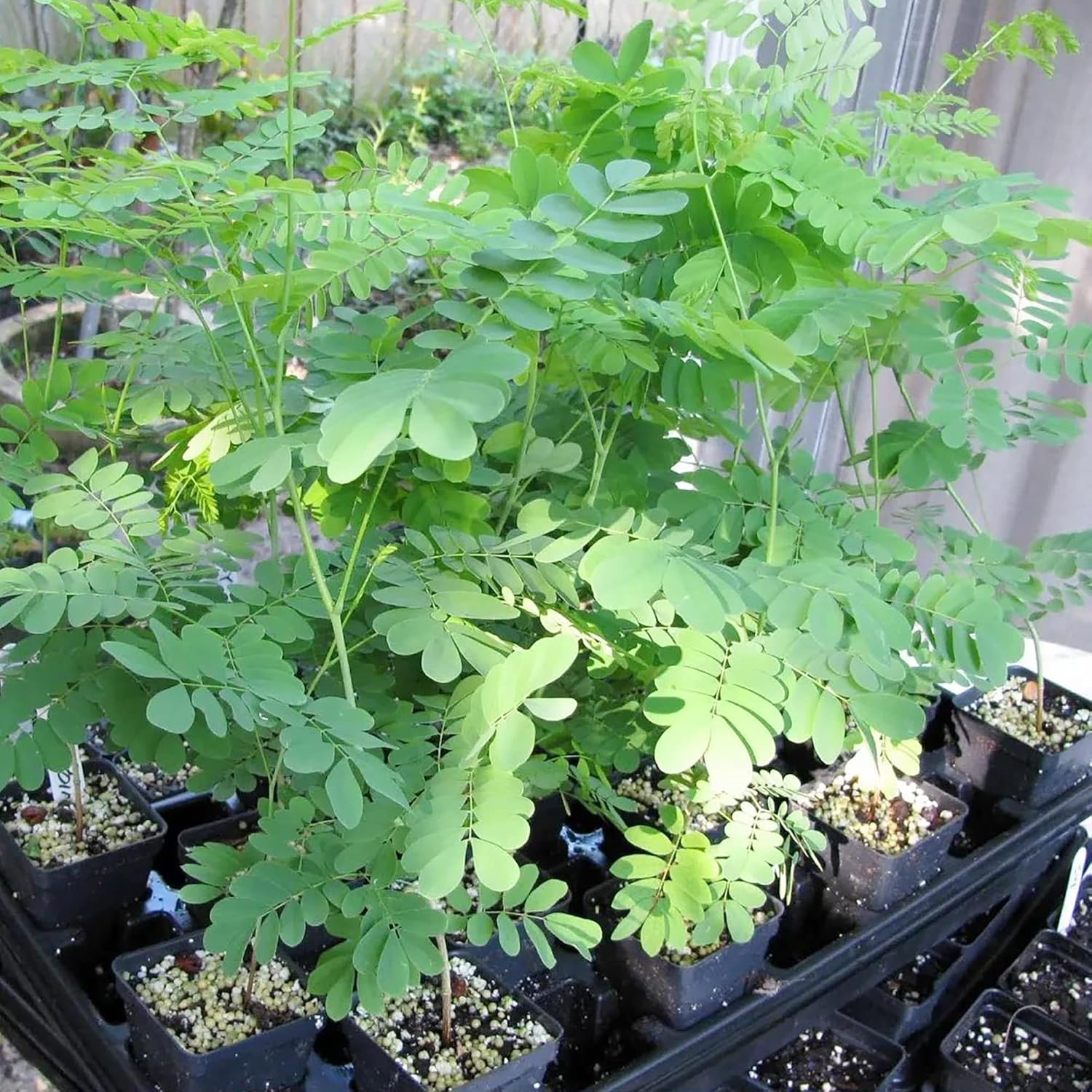 Moringa Plant Seeds (Moringa Oleifera) Fast-Growing, Drought-Resistant, Nutrient-Rich with Health Benefits – 25 Pieces