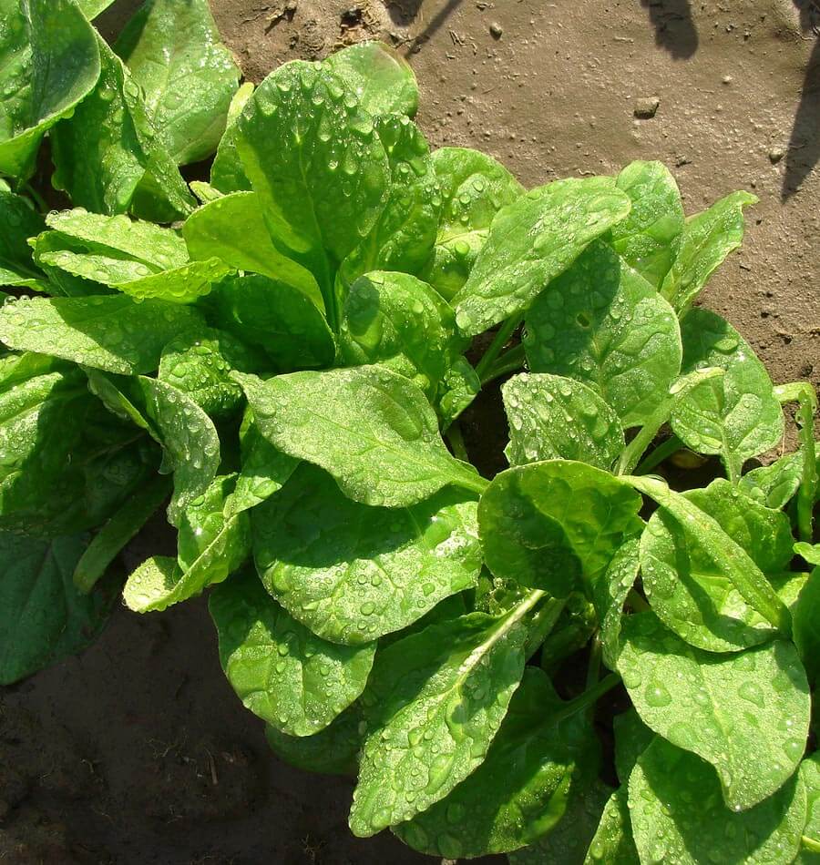 Viroflay Spinach Seeds – Premium Heirloom Variety for High-Yielding Harvests