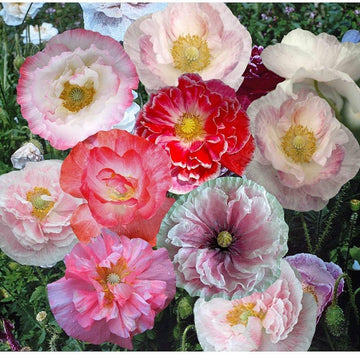 Shirley Mixed Poppy 'Double Mixture' Flower Seeds - Perfect for Creating a Stunning Garden Oasis