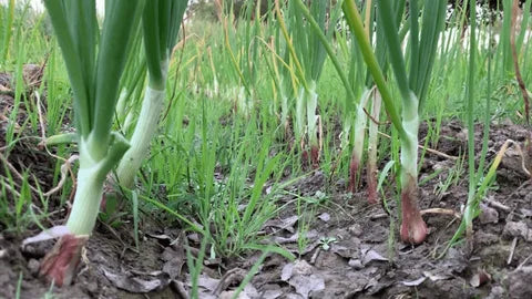 Zwiebeln, Knoblauch, Solo-Knoblauch, Erbstück-Gemüsesamen zum Anpflanzen