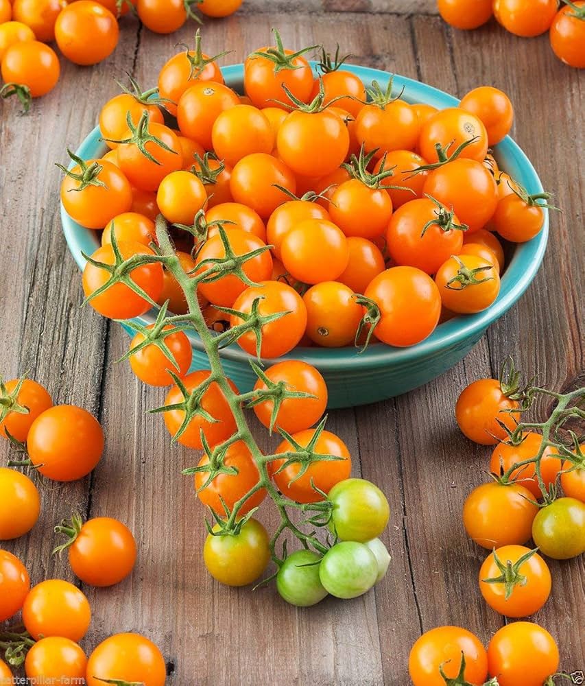 Sungold Tomato Seeds – Sweet & Juicy Golden Cherry Tomatoes