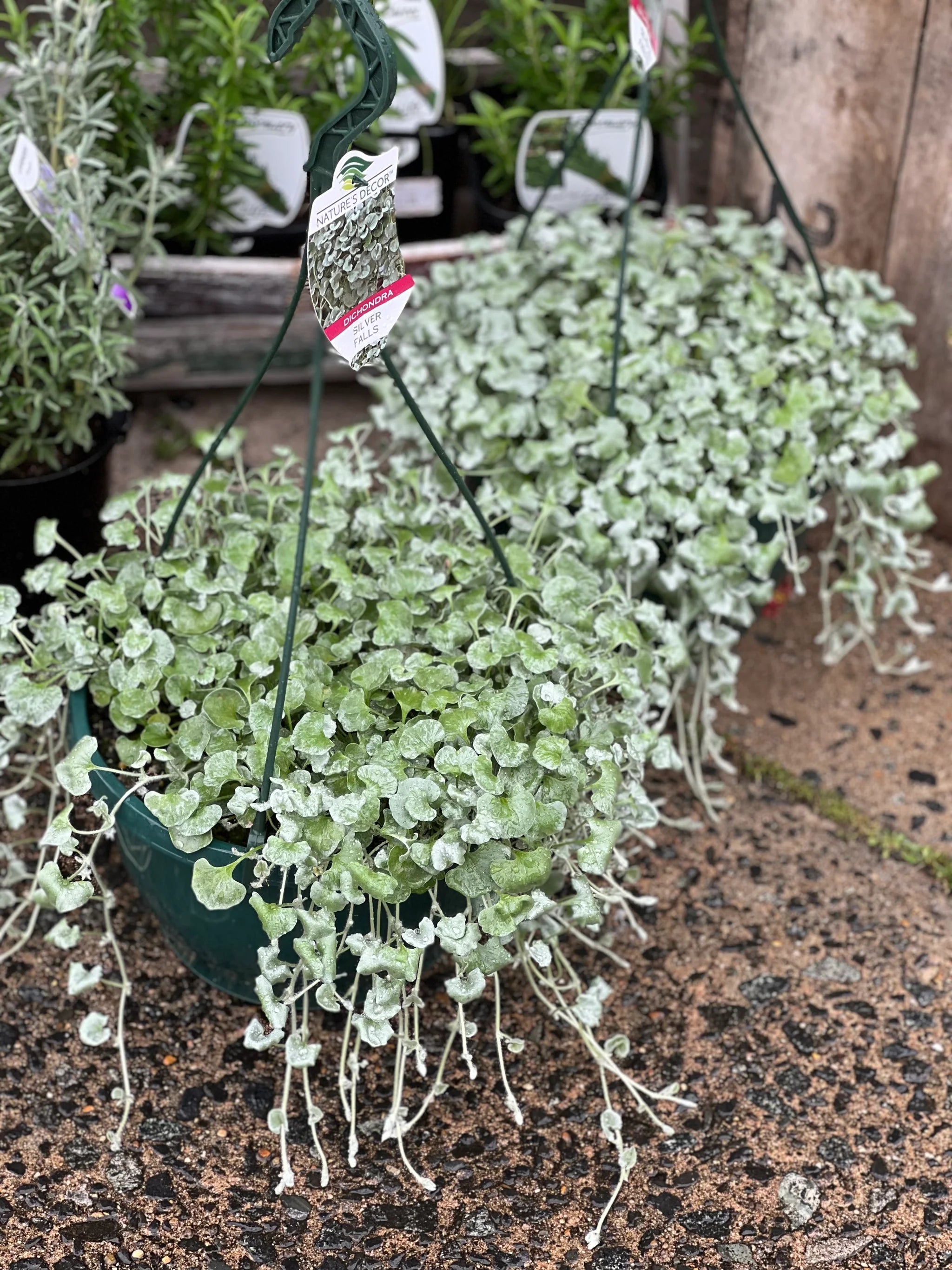 Kucus Dichondra Repens Silver Falls &amp; Emerald Falls Bodendeckersamen für Hängekörbe 