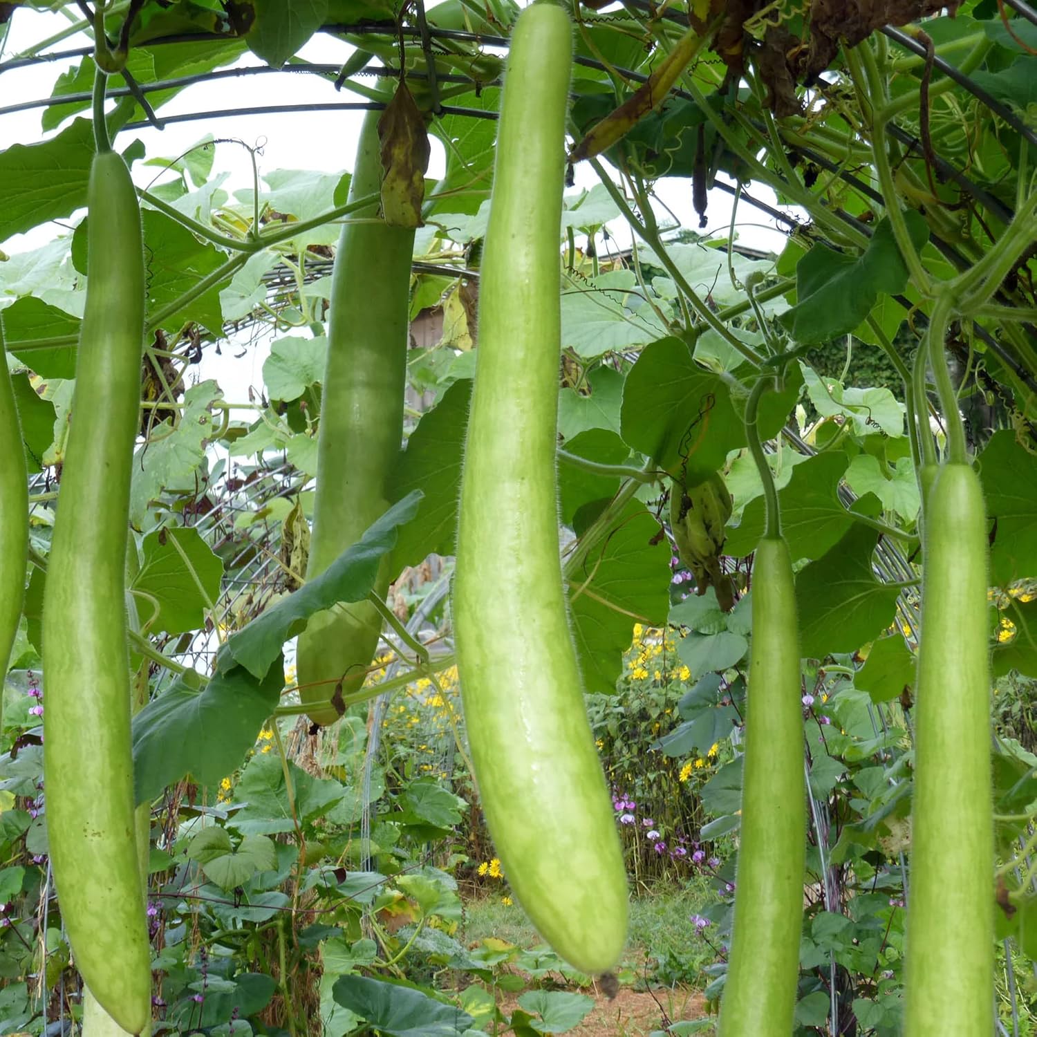 Cucuzzi Gourd Seeds,  Italian Edible Gourd, Annual, Self-Pollinating Vegetable Garden Seeds- 100 Pcs