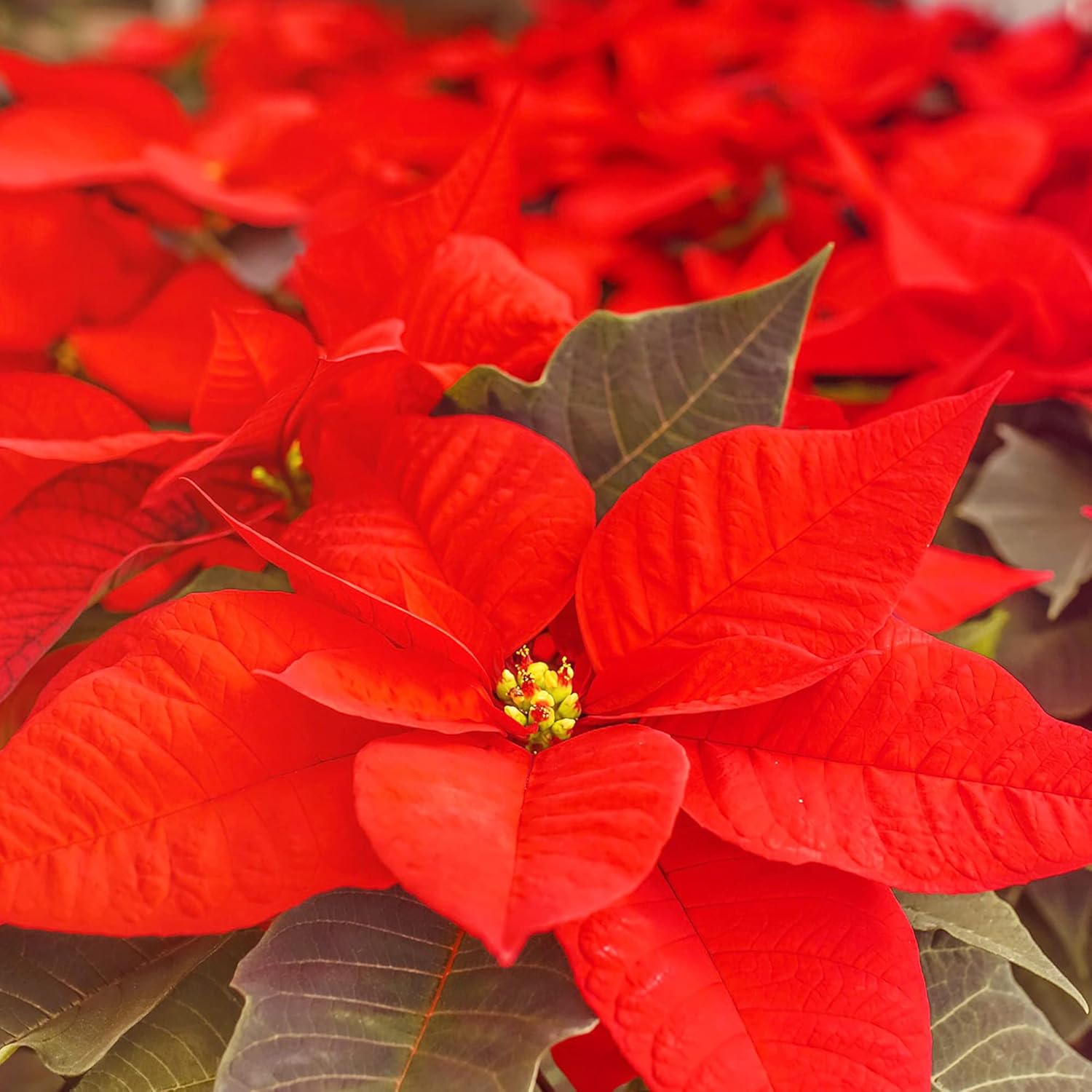 Poinsettia Christmas Star Perennial Shrub Seeds, Drought Tolerant for Landscape, Hedges, Patio & Indoor/Outdoor Containers - 100 Pcs