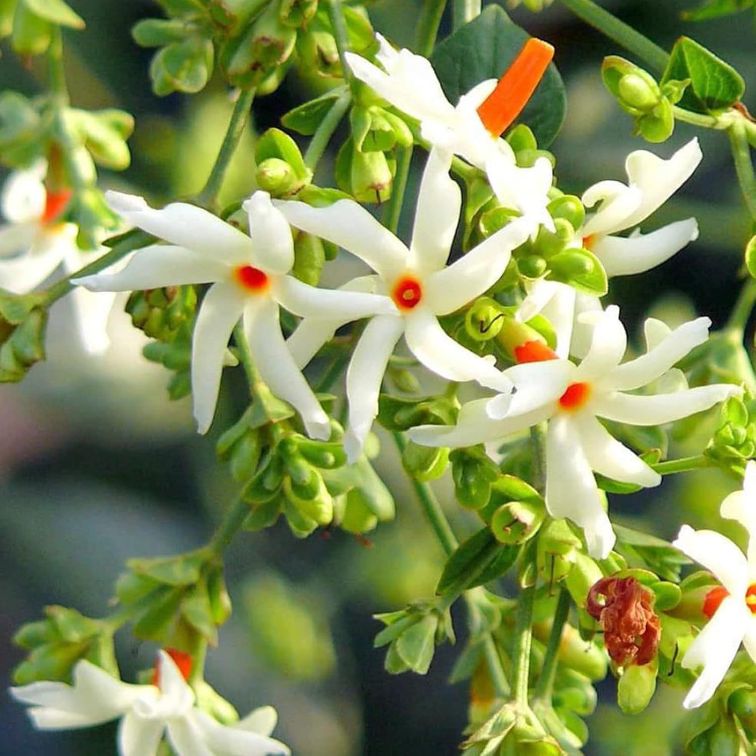 Night-Flowering Jasmine Seeds for Planting Nyctanthes Arbor-Tristis - Fragrant, Health Benefits, Showy Ornamental for Patio & Borders - 100 Pcs