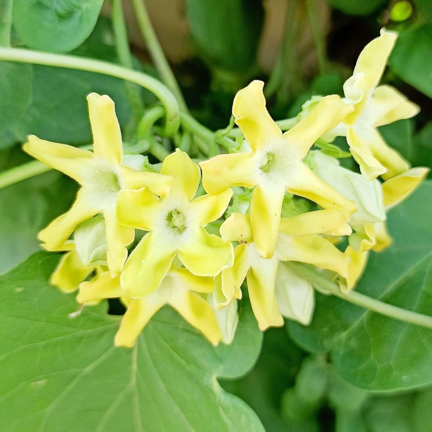 Telosma Cordata Samen - zieht Kolibris und Schmetterlinge an, essbare Spaliere und Zäune - Blumensamen