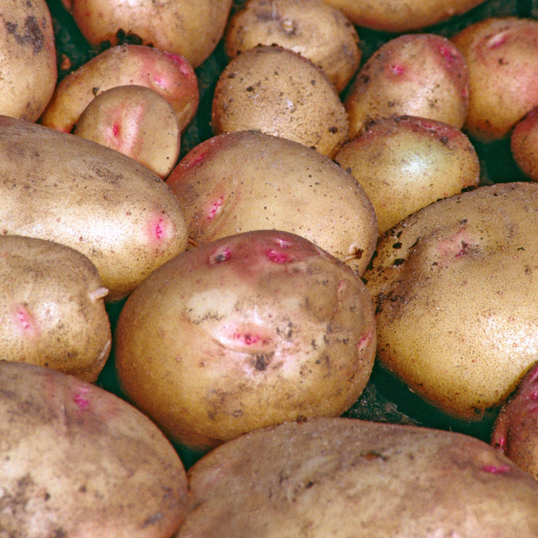 Premium CARA læggekartofler - Ideel til haveentusiaster - Frø af høj kvalitet til rigelig høst