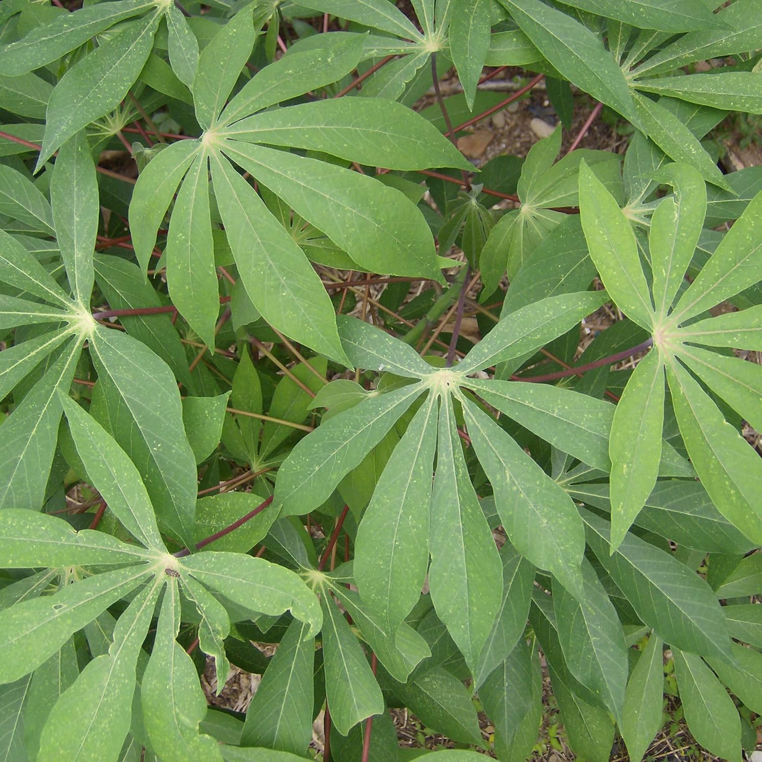 Cassava Seeds Manihot Esculenta for Planting- Yuca, Good Source of Carbohydrates, Ideal for Boiling, Frying, or Mashing