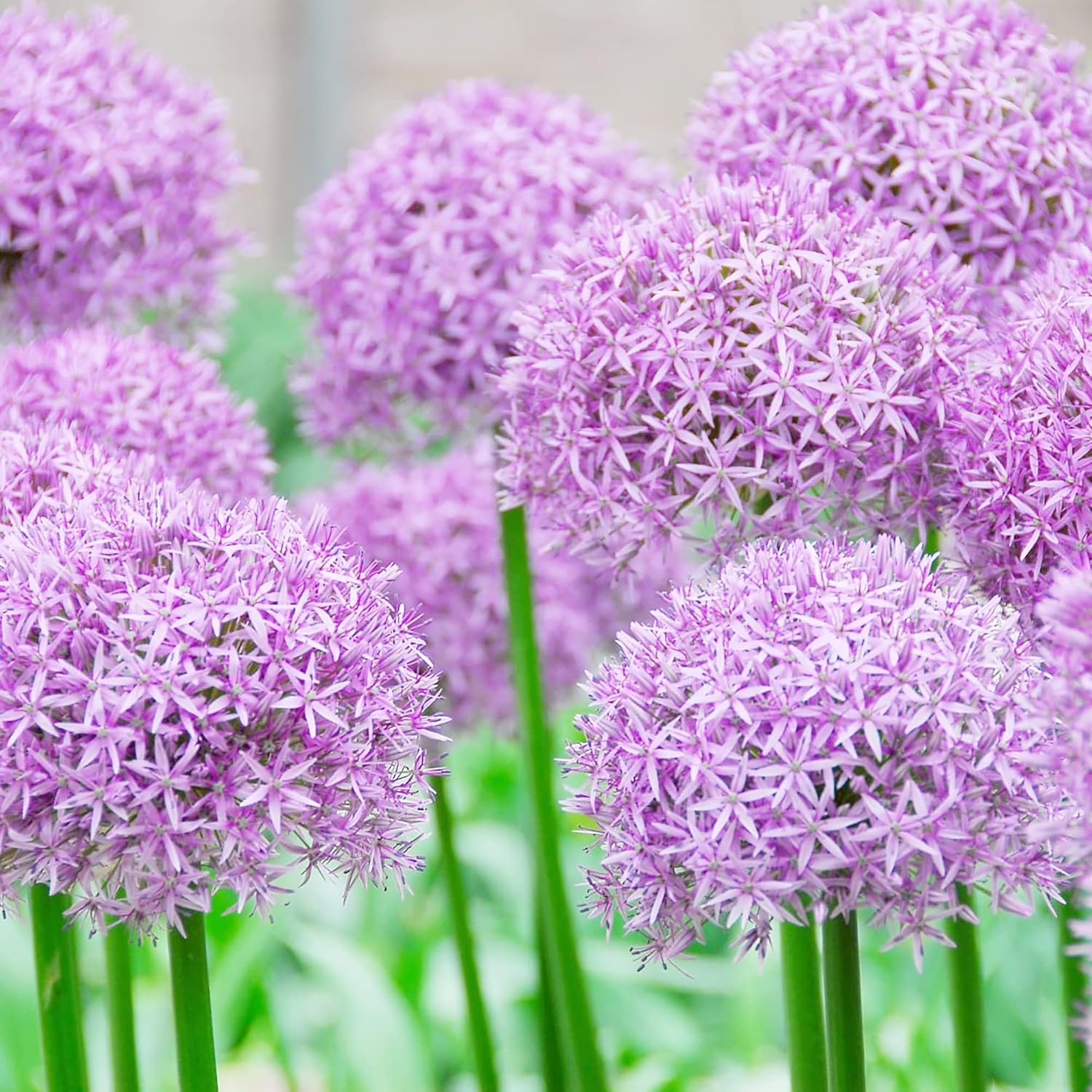 Riesenlauchsamen - Allium Giganteum Purple, kältebeständiges Erbstück und gentechnikfrei, ideal für Schnittblumen - 50 Stück