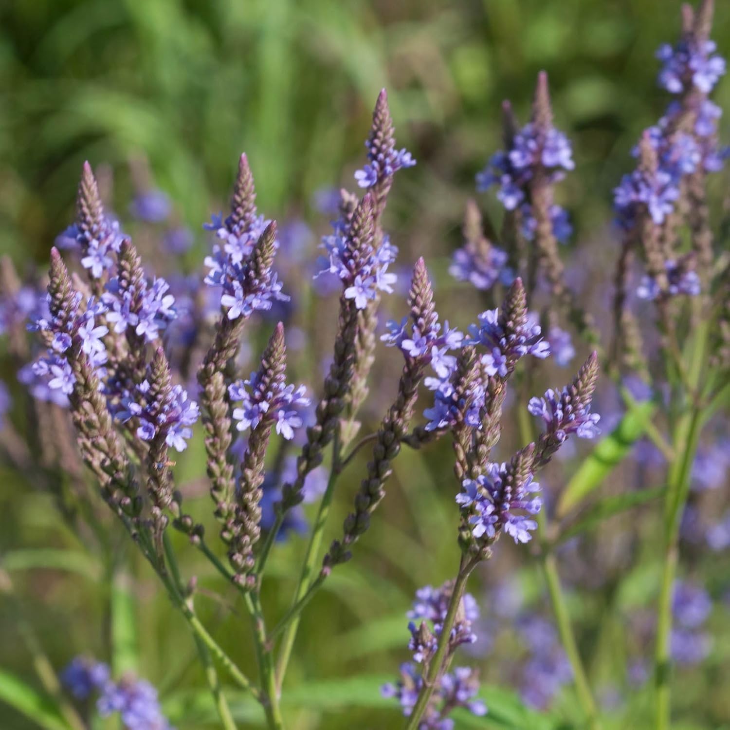 Blue Vervain Seeds (Verbena hastate) for Planting