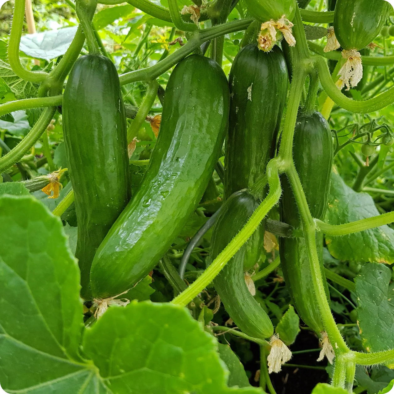 Tendergreen Cucumber Seeds – High-Yield, Smooth Skin, Heirloom Variety