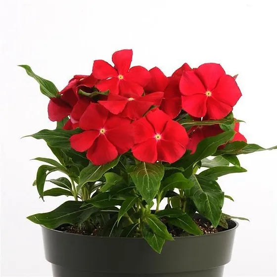 Vinca Pacifica XP Red Really Blumensamen, erstklassige einjährige Blüten, winterharter und lebendiger Garten