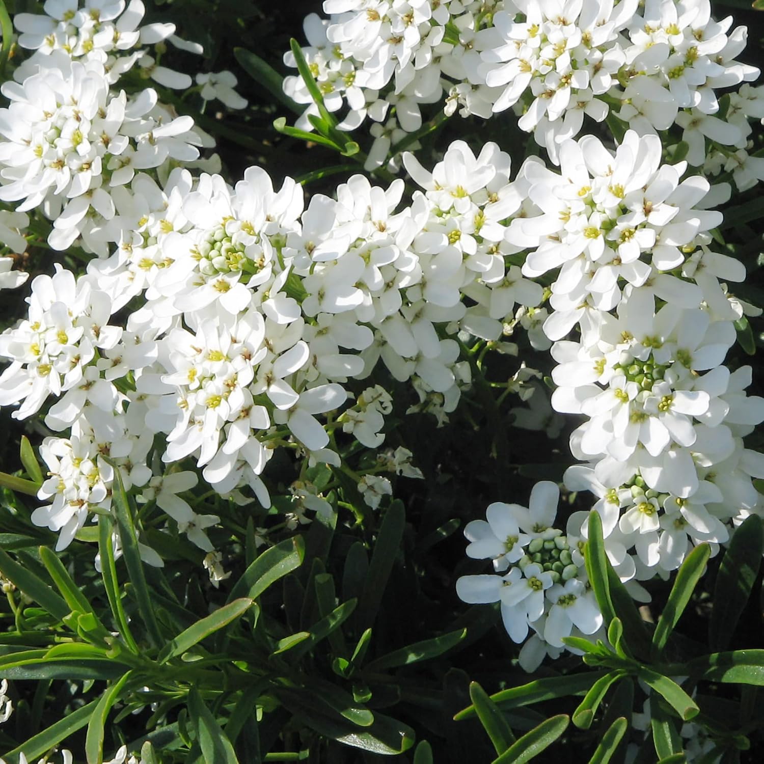 Candytuft Seeds Perennial - Attracts Pollinators, Deer & Rabbit Resistant, Drought Tolerant, Evergreen Ground Cover for Edging, Patio & Outdoor Containers - 2000 Pcs