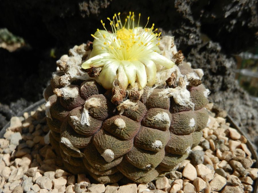 Premium Copiapoa Flower Seeds - Rare Desert Cactus Blooms for Unique Gardens