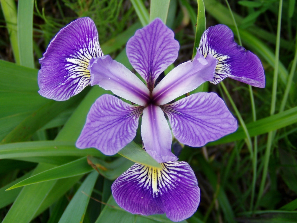 Iris Versicolor-Samen – Erweitern Sie Ihr Gartenerlebnis mit eleganten, leuchtenden Blüten!