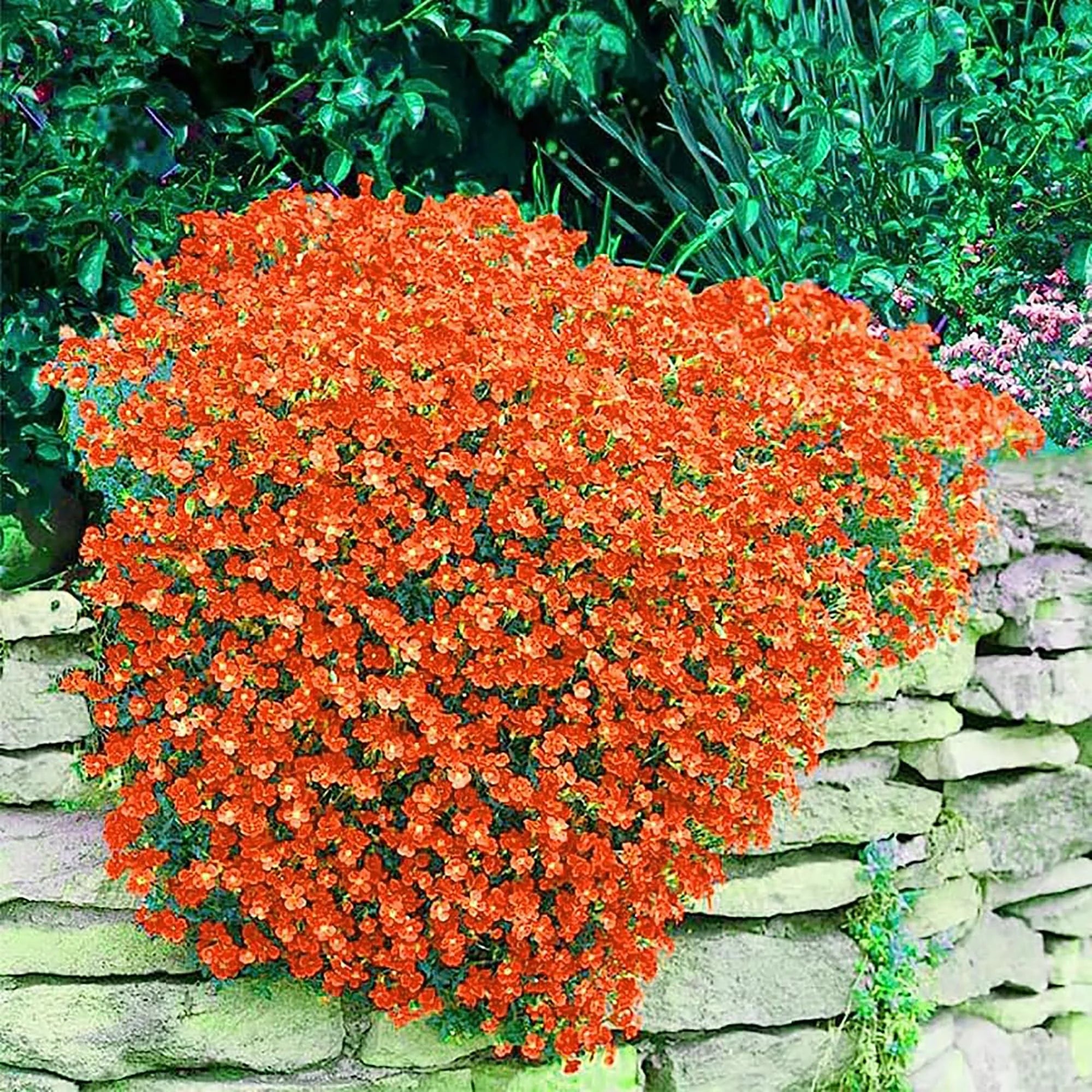 Orange Creeping Thyme Seeds - Non-GMO Perennial Fragrant, Low Maintenance Ground Cover (100 Pcs)