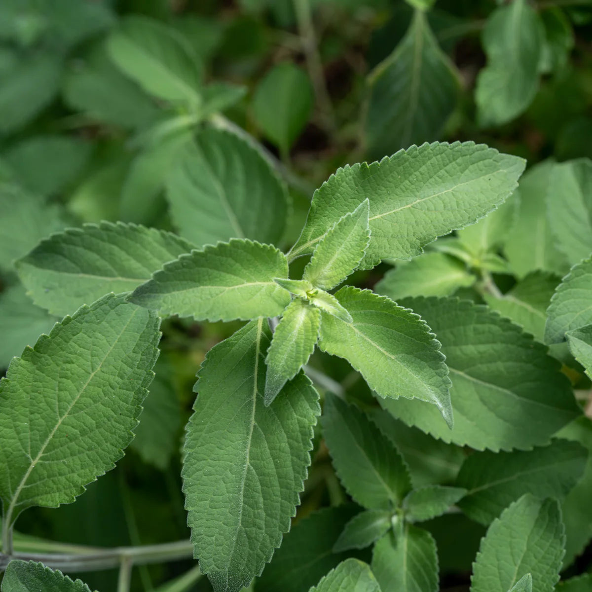 Vana Tulsi Seeds for Planting – Organic Holy Basil | Premium Quality, Aromatic & Medicinal Herb for Garden & Home | Buy Online