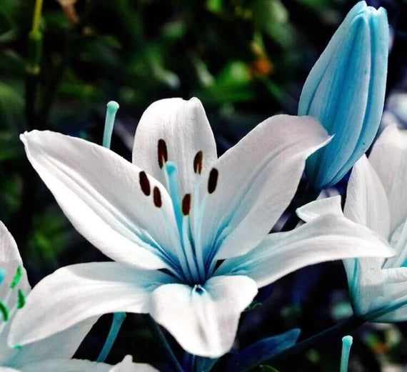 Graines de lys bleus rares pour le jardinage, graines de fleurs de lys pour la maison, le bonsaï et la plantation de jardin - 50 pièces