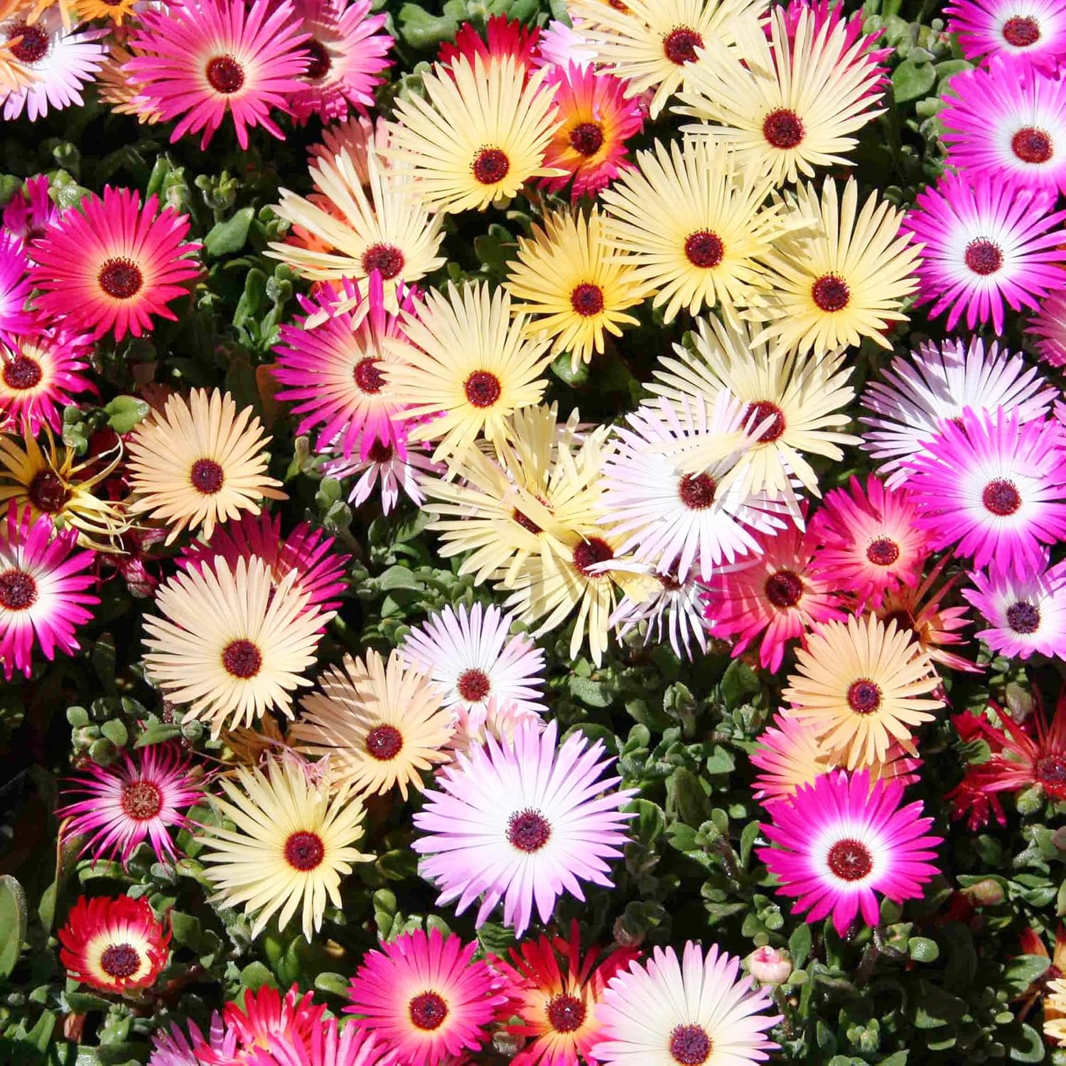 Livingstone Daisy Seeds - Tender Succulents, Drought & Salt Tolerant Seaside Ground Cover for Rock Gardens - Mixed Colors - 200 Pcs