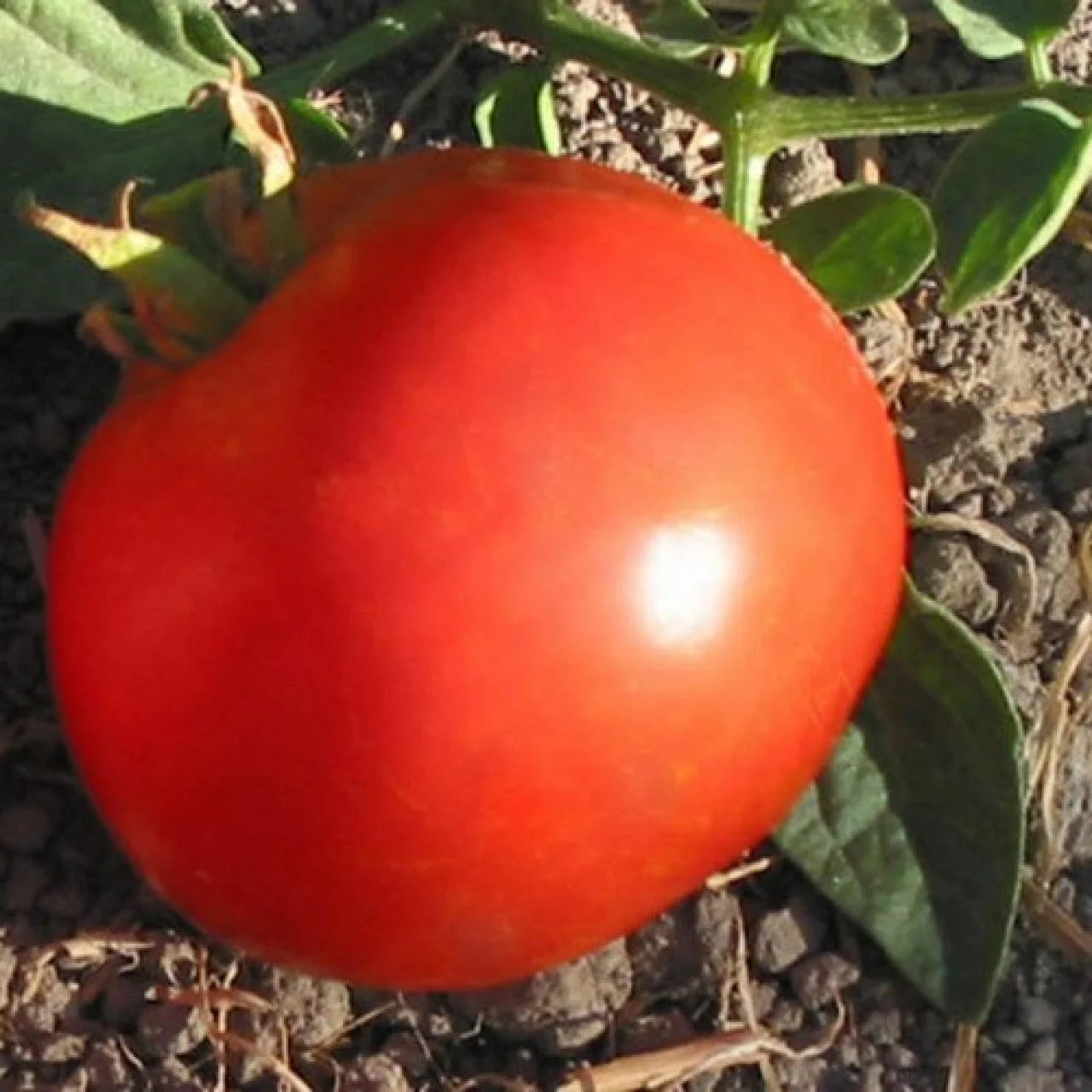 Short Seasons Tomato Seeds - Fast-Growing, Compact Variety for Quick Harvests