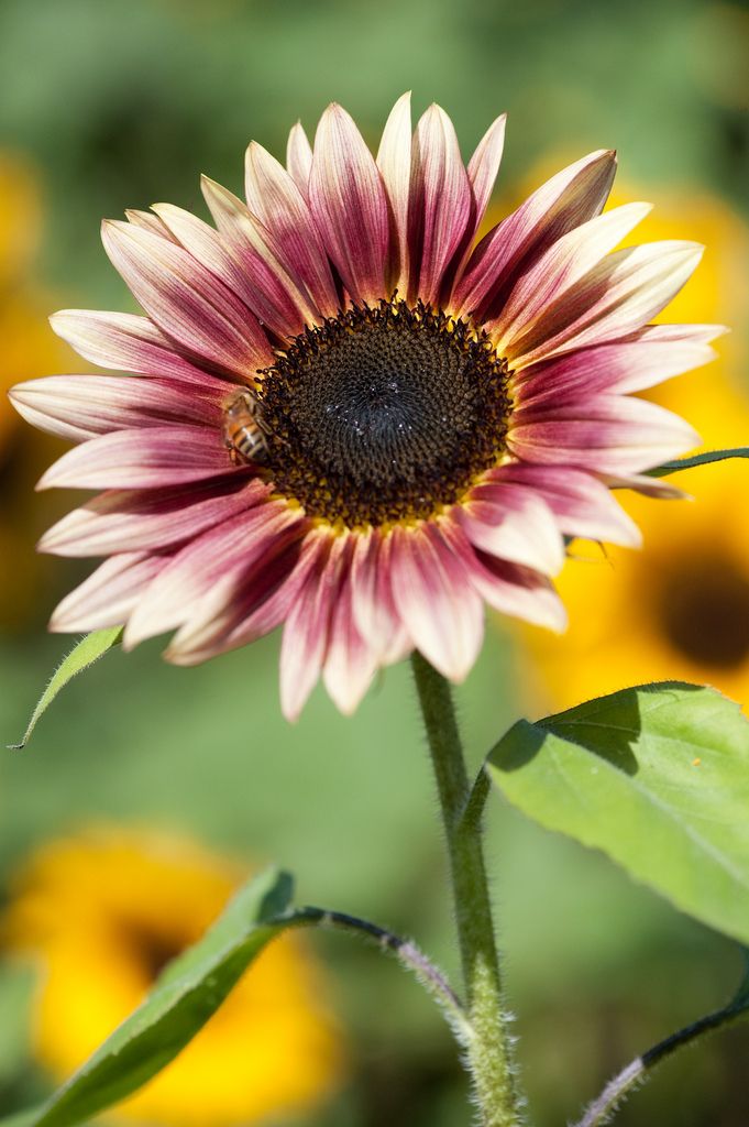 Strawberry Blonde Sunflower Seeds – Unique Rose-Tinted Blooms for Gardens