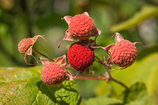 Thimbleberry Fruit Seeds