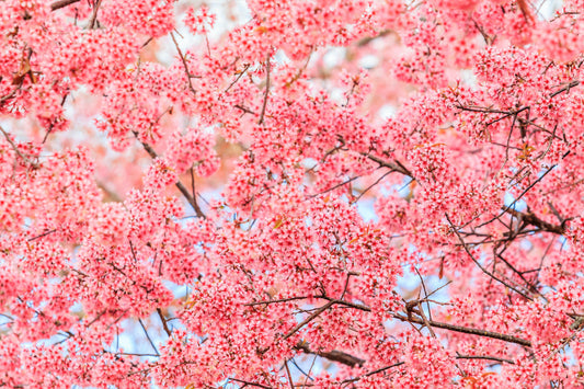 Himalayan Cherry Tree Seeds