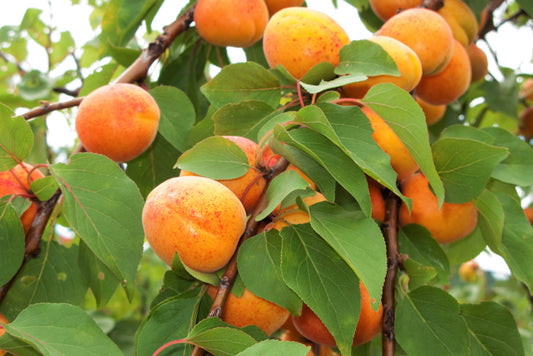 Common Apricot Tree Fruit Seeds