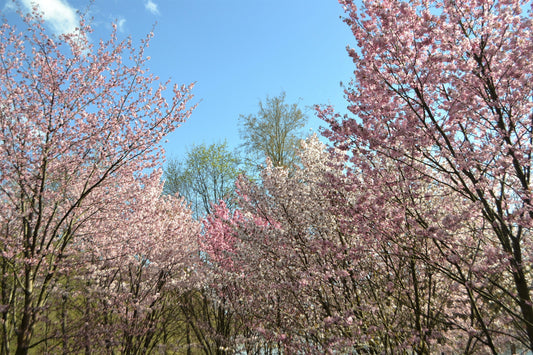 Japanese Mountain Cherry (Prunus serrulata spontanea) – Hill Cherry Tree Seeds with Pink & White Flowers and Red Fruit