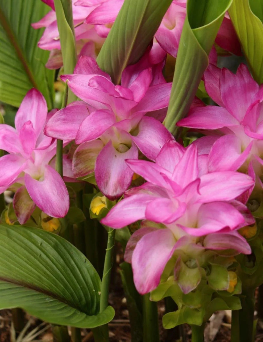 Curcuma Thailand Pink Seeds for Planting - 100 pcs - Flower seeds