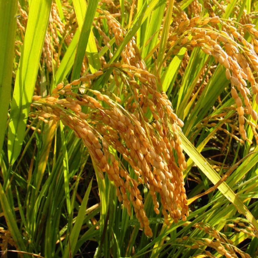 Graines de riz au jasmin brun, graines de légumes à planter