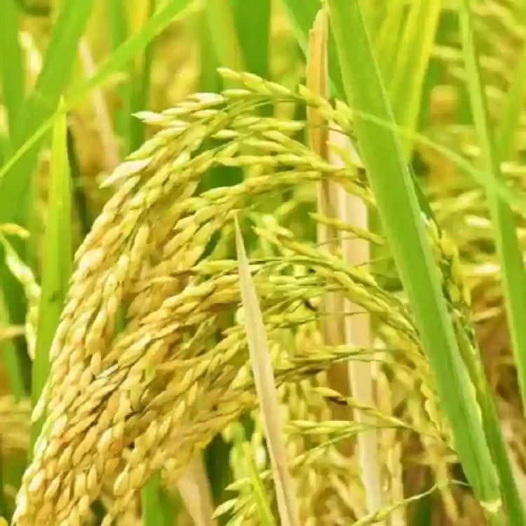 Graines de riz au jasmin brun, graines de légumes à planter