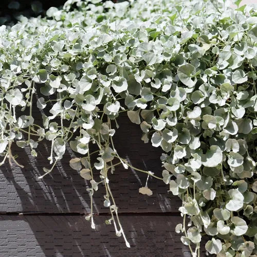 Kucus Dichondra Repens Silver Falls & Emerald Falls Ground Cover Seeds for Hanging Baskets